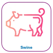 Swine